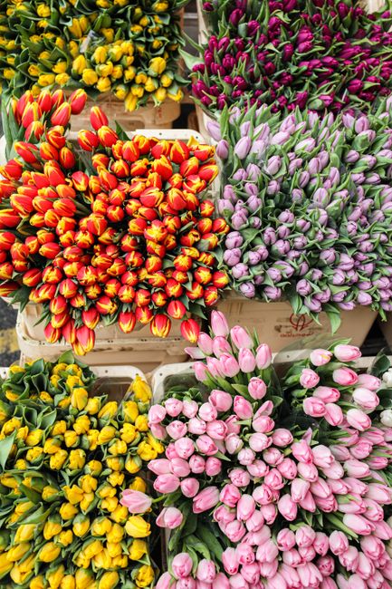A vibrant collection of flower bouquets featuring tulips and hyacinths arranged in wooden boxes. The tulips are in bright red and yellow with streaks of orange, while the hyacinths display soft pink, 