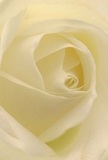 This inviting image draws you straight into the soothing heart of a cream-white rose, its petals unfurling with the soft luminescence of a St John's Wood dawn. The spirals are gentle and precise, evoking the peaceful promise of a new day in Regent's Park nearby. Texture is paramount-each petal appears feather-light and brushed with dew, while subtle shadows dance between ivory folds, lending the rose an almost meditative calm. The composition breathes a sense of peace, reminiscent of quiet moments in a hidden neighborhood garden. As a local florist, I see in this bloom the very essence of grace and sincerity, perfect for expressing sympathy, admiration, or celebrating new beginnings. Its delicate, sweet scent seems barely contained, an understated presence that soothes without overwhelming. The artistry in the arrangement offers not just visual beauty, but a tender emotional uplift-a gentle gesture, hand-delivered to cherished clients throughout St John's Wood.